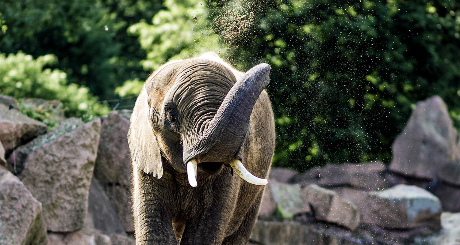 Elefant, Tierfotrograf