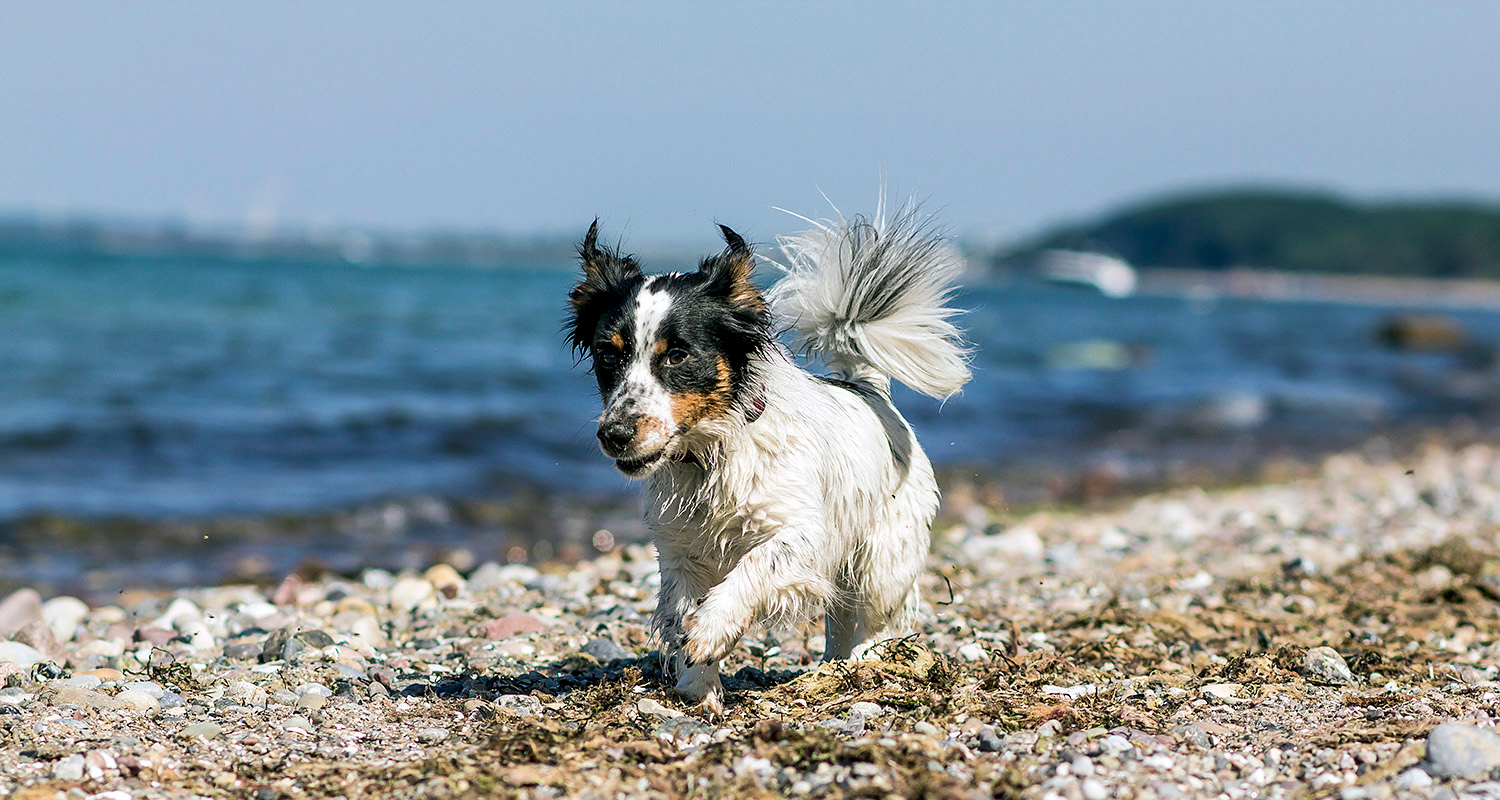 Hund, Tierfotrograf