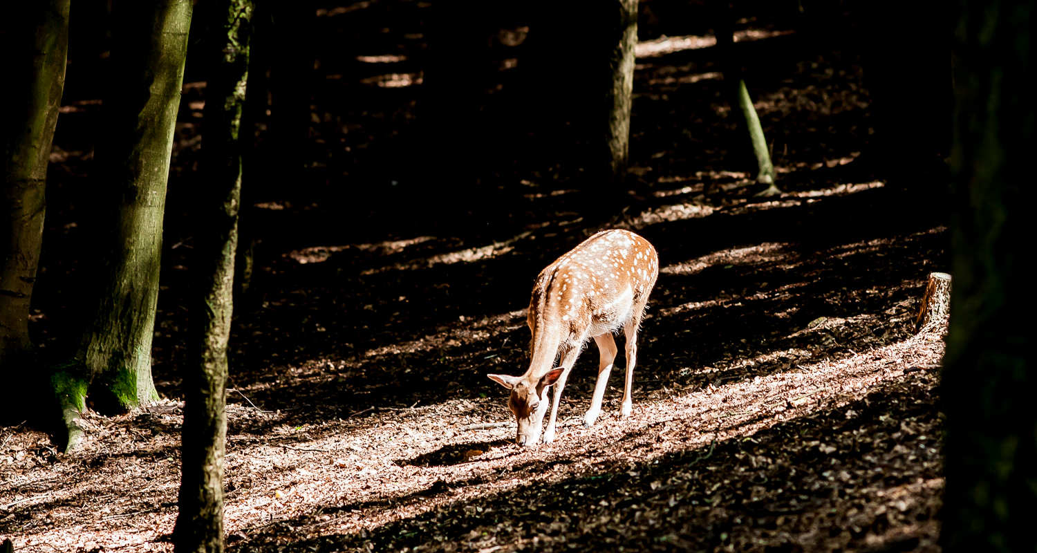 Reh, Tierfotrograf